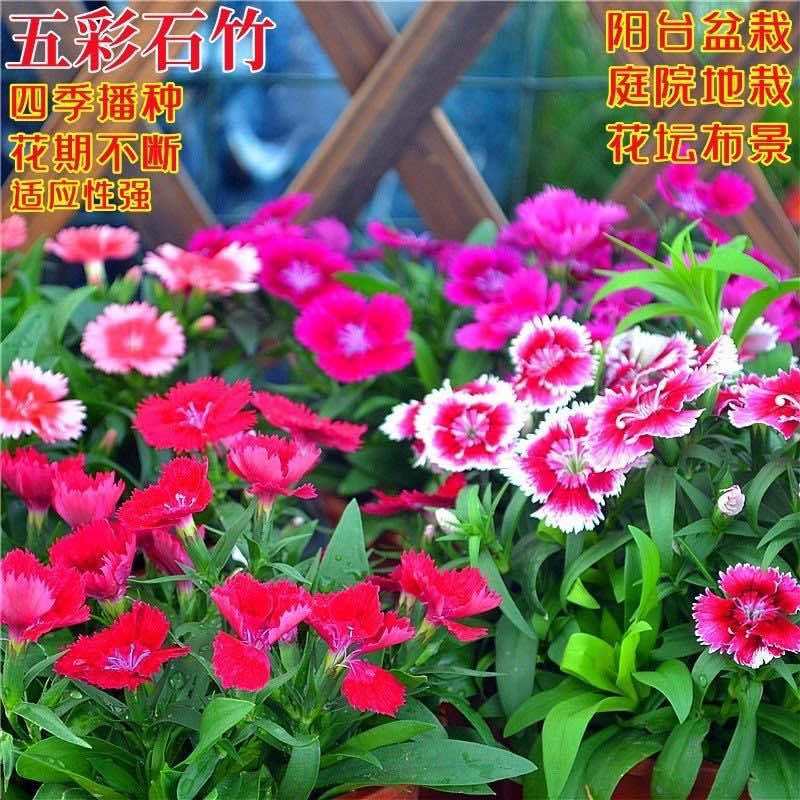 美国五彩石竹花种子常夏欧石竹四季庭院阳台盆栽须苞石竹花种籽孑
