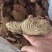 野生商陆大量现货，野生商陆切片