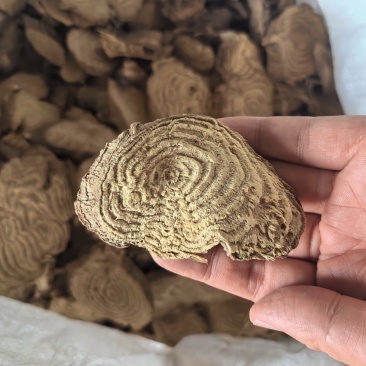 野生商陆大量现货，野生商陆切片