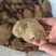 野生商陆大量现货，野生商陆切片