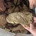野生商陆大量现货，野生商陆切片