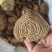 野生商陆大量现货，野生商陆切片
