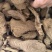 野生商陆大量现货，野生商陆切片