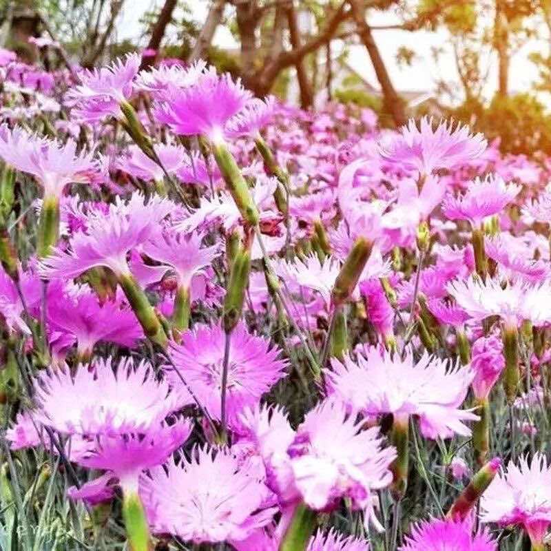 石竹春秋播多年生耐寒景观绿化花卉盆栽石常夏石竹
