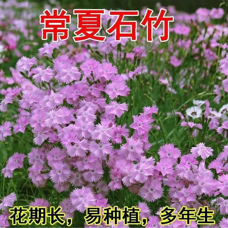 石竹春秋播多年生耐寒景观绿化花卉盆栽石常夏石竹
