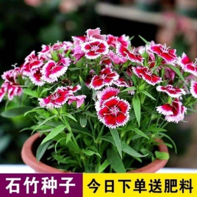 美国石竹种子石竹种籽耐寒耐热室内阳台室外庭院四季易种花卉种子
