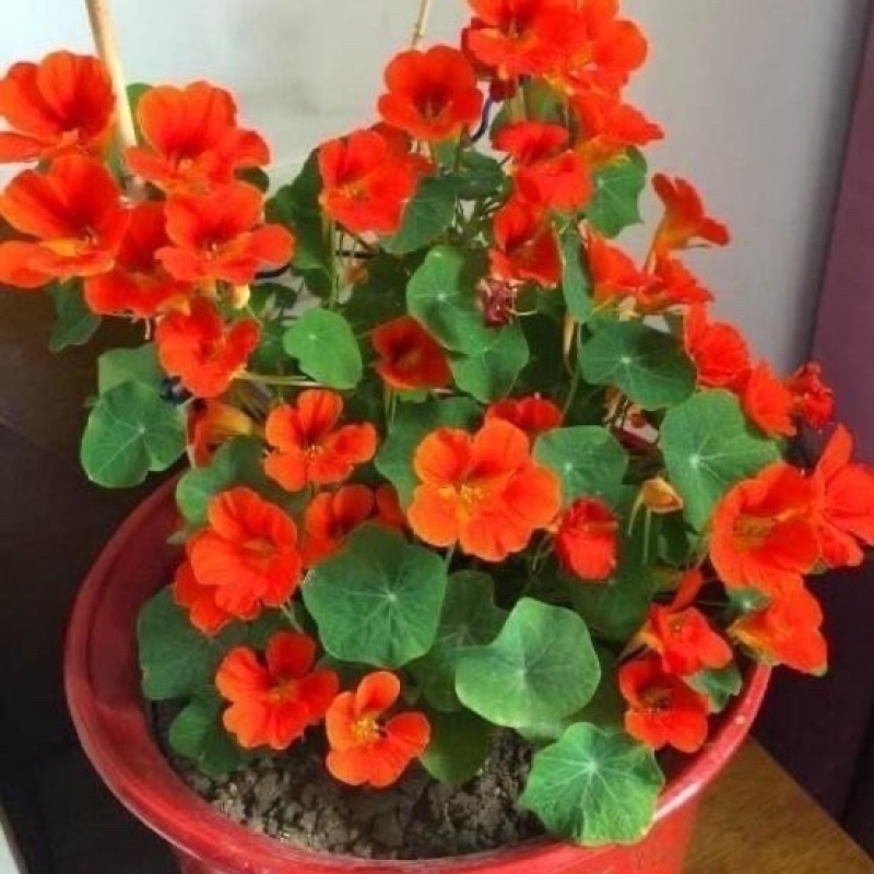 四季开花旱金莲种子荷花盆栽植物室内易活阳台花卉春天庭院室外