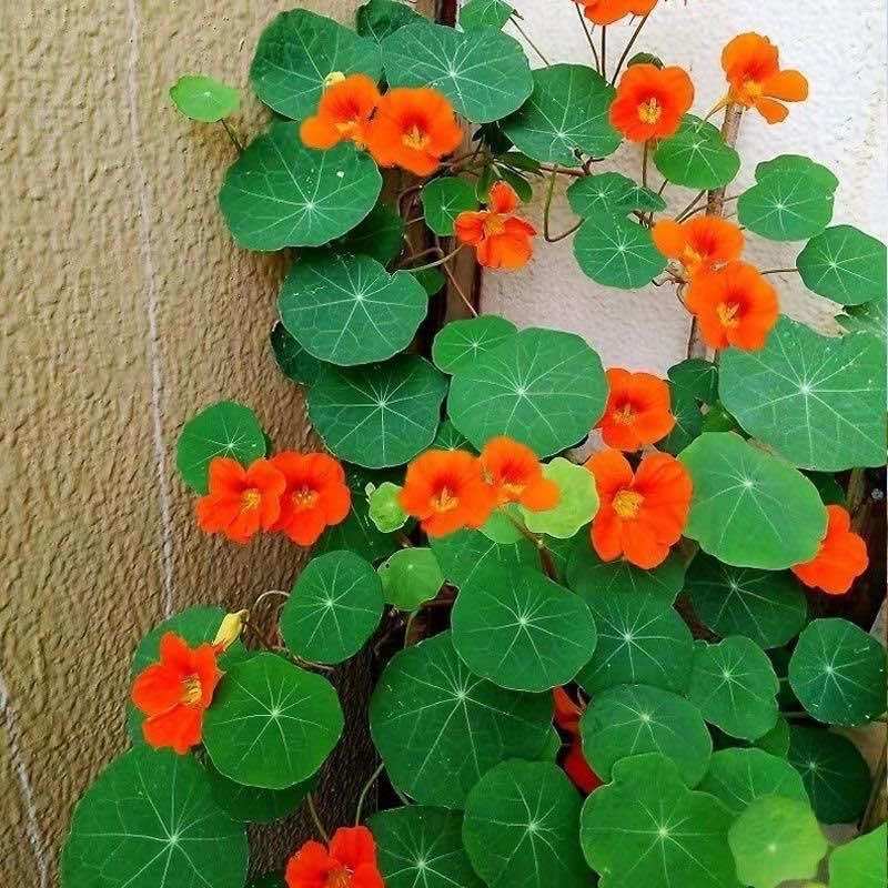 四季开花旱金莲种子荷花盆栽植物室内易活阳台花卉春天庭院室外