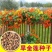 四季开花旱金莲种子荷花盆栽植物室内易活阳台花卉春天庭院室外