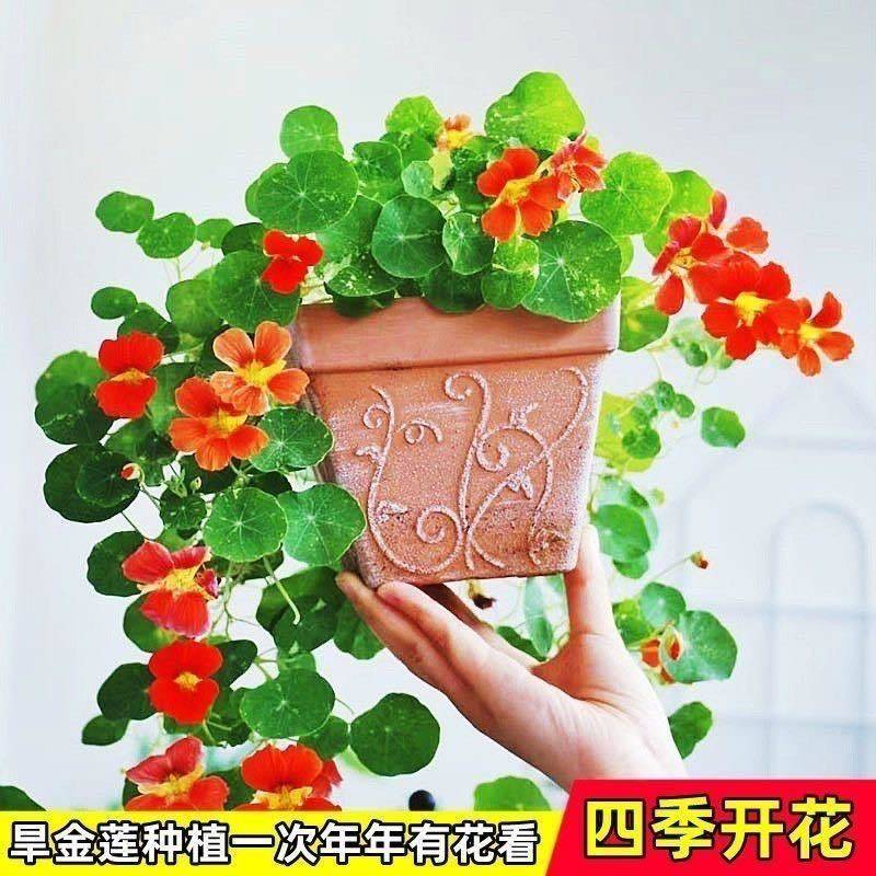 四季开花旱金莲种子荷花盆栽植物室内易活阳台花卉春天庭院室外