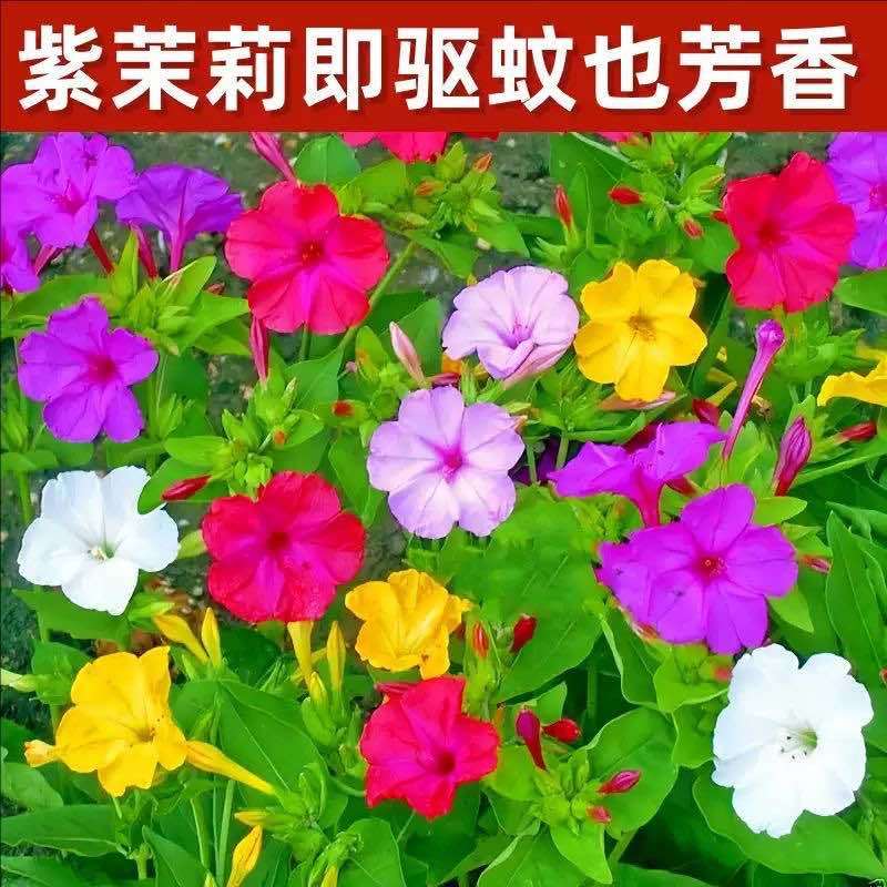 紫茉莉花种子混色茉莉花地雷花种子阳台易种盆栽五彩香茉莉花种子