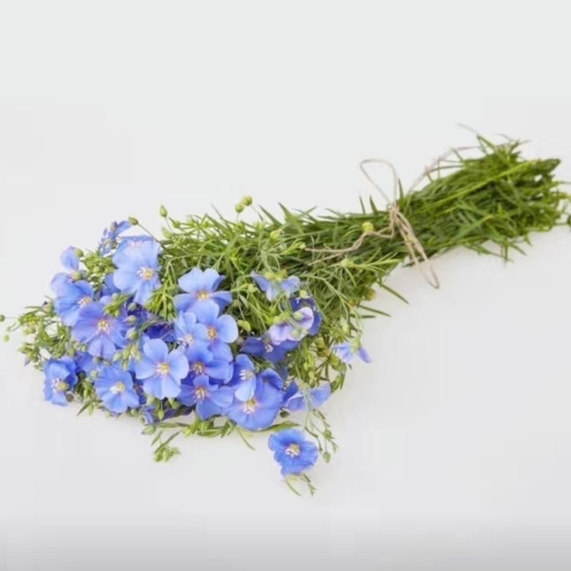 蓝花亚麻种子耐寒耐阴春秋播种多年生园林室外景观花坛庭院花种子
