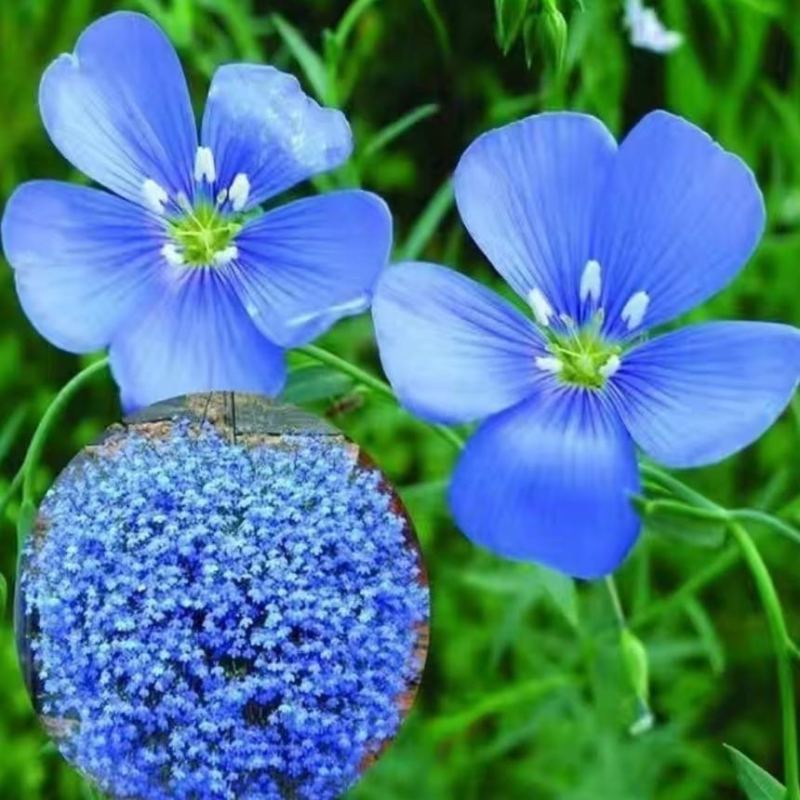 蓝花亚麻种子耐寒耐阴春秋播种多年生园林室外景观花坛庭院花种子