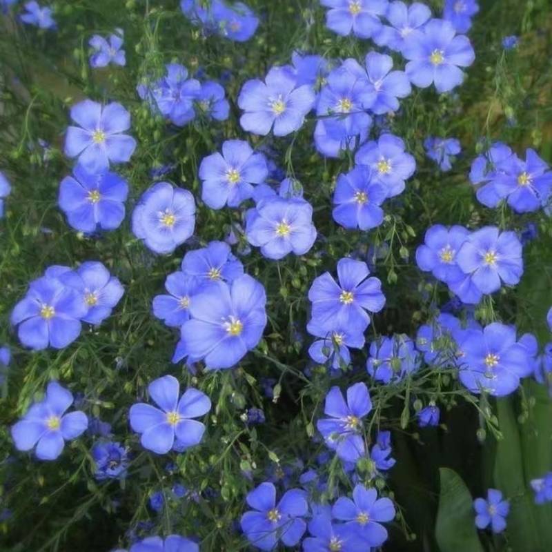 蓝花亚麻种子耐寒耐阴春秋播种多年生园林室外景观花坛庭院花种子