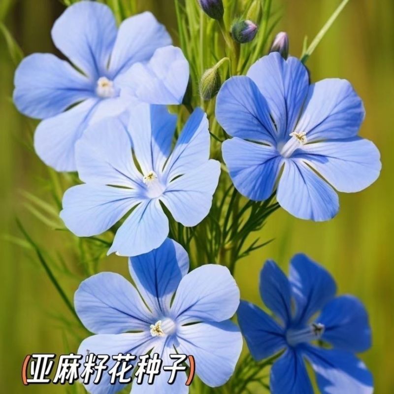 蓝花亚麻种子耐寒耐阴春秋播种多年生园林室外景观花坛庭院花种子
