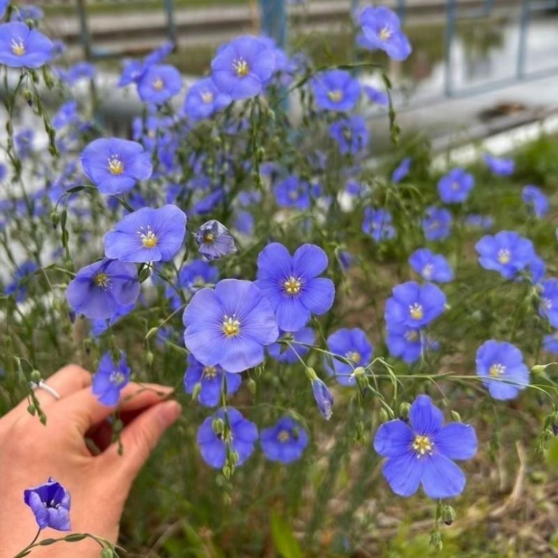 蓝花亚麻种子耐寒耐阴春秋播种多年生园林室外景观花坛庭院花种子