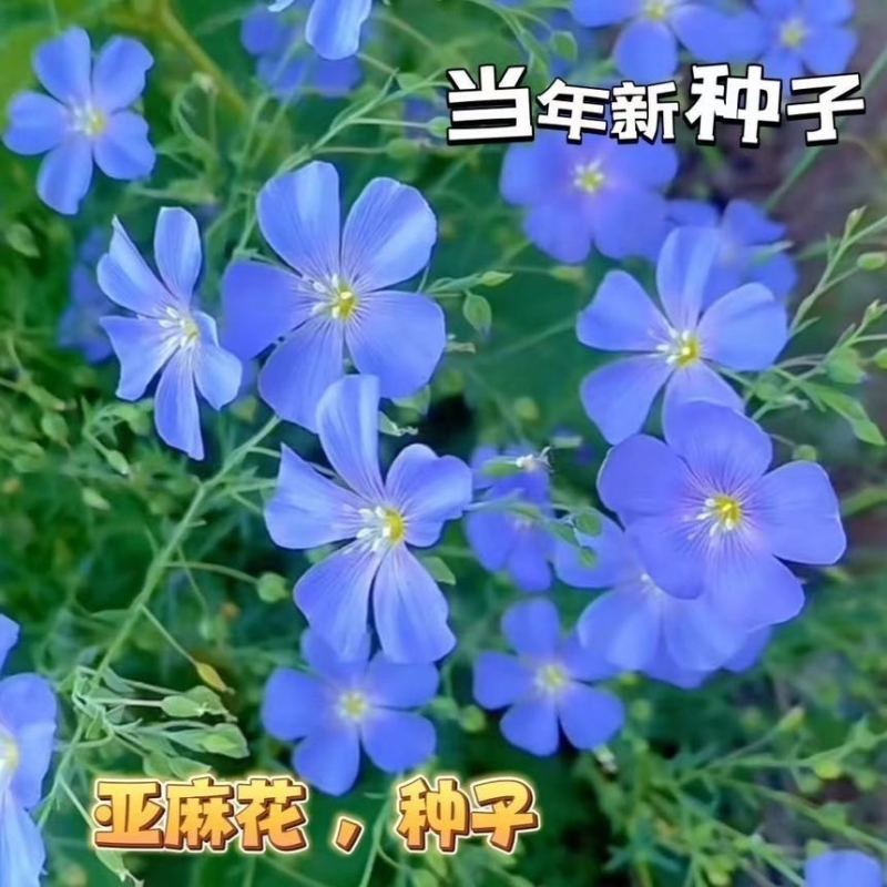 蓝花亚麻种子耐寒耐阴春秋播种多年生园林室外景观花坛庭院花种子