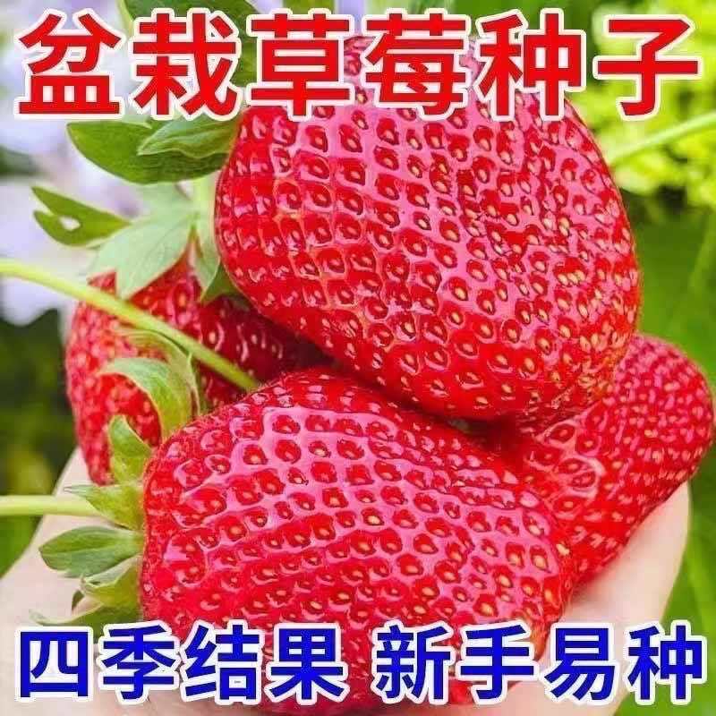 【奶油草莓种子】四季开花结果水果种子种植室内阳台盆栽草莓籽
