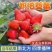 【奶油草莓种子】四季开花结果水果种子种植室内阳台盆栽草莓籽