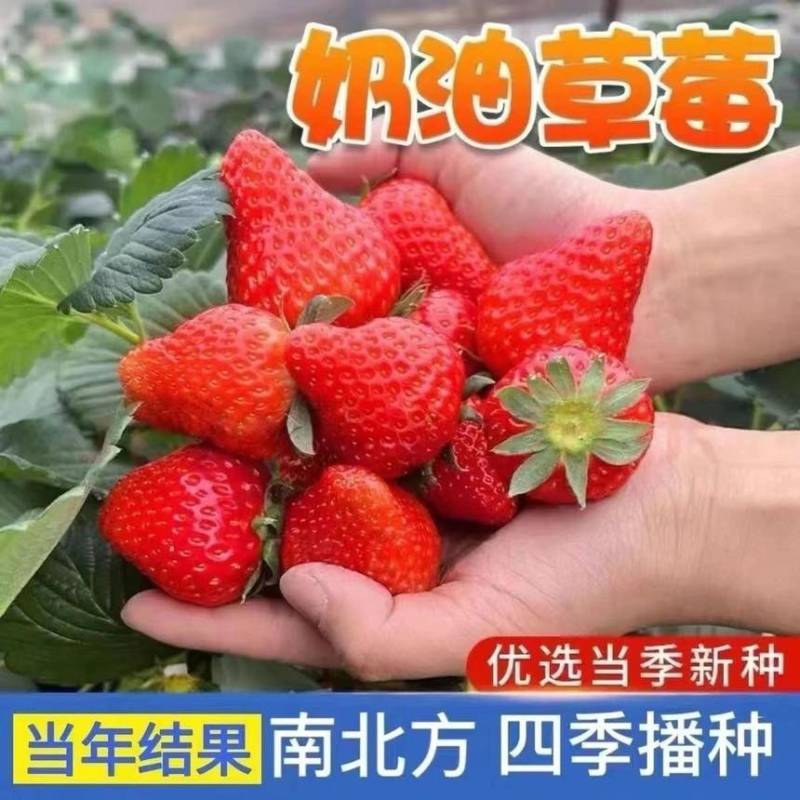 【奶油草莓种子】四季开花结果水果种子种植室内阳台盆栽草莓籽