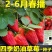 【奶油草莓种子】四季开花结果水果种子种植室内阳台盆栽草莓籽
