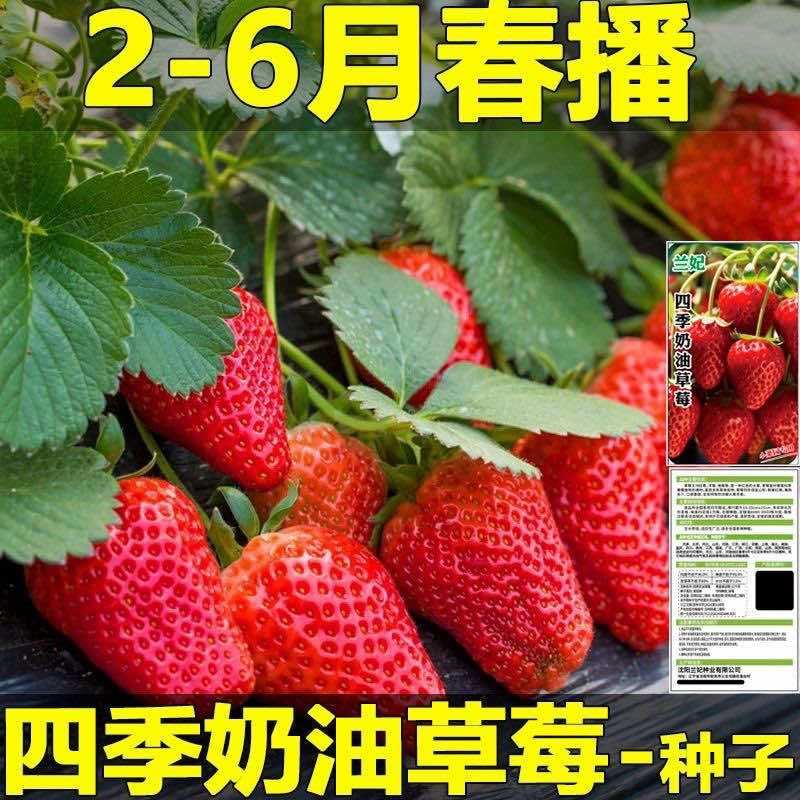 【奶油草莓种子】四季开花结果水果种子种植室内阳台盆栽草莓籽