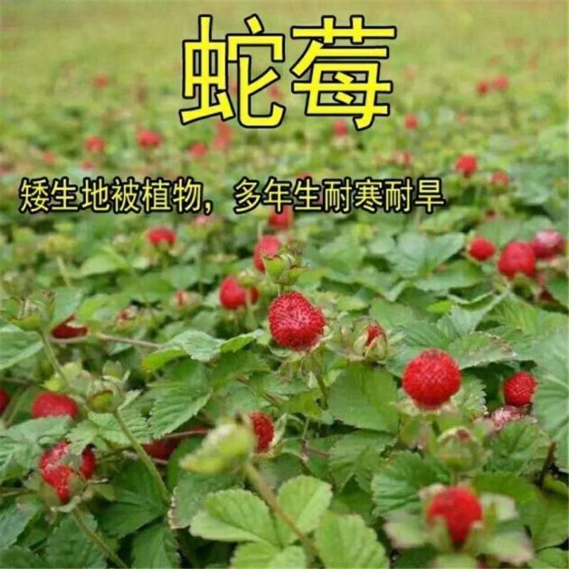 野生蛇莓种子中草药驱蚊植物蛇泡草地杨梅蛇果草三点红朱爪野草莓
