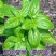 罗勒种子绿茎九层塔种柠檬甜罗勒阳台庭院种植可食用肉桂香料种子