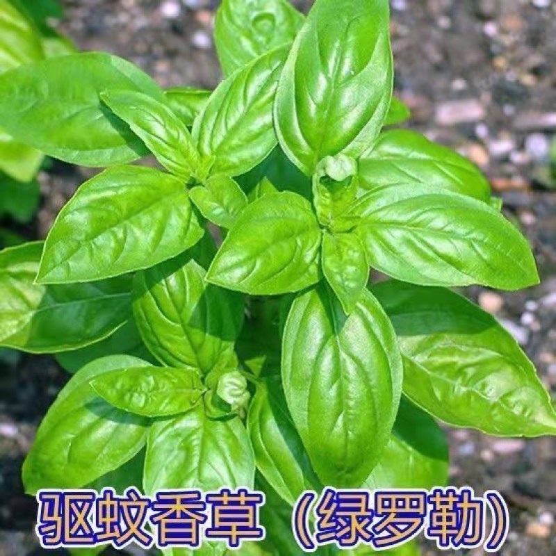 罗勒种子绿茎九层塔种柠檬甜罗勒阳台庭院种植可食用肉桂香料种子
