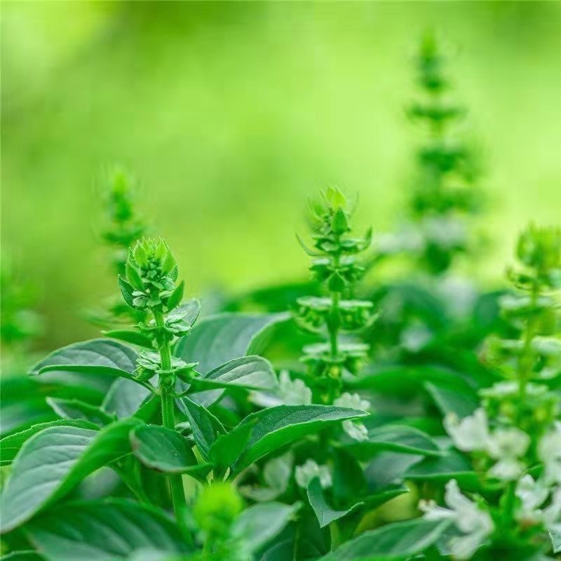 罗勒种子绿茎九层塔种柠檬甜罗勒阳台庭院种植可食用肉桂香料种子