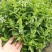 罗勒种子绿茎九层塔种柠檬甜罗勒阳台庭院种植可食用肉桂香料种子