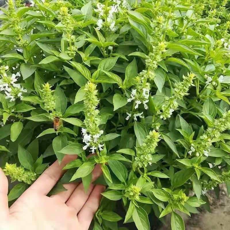 罗勒种子绿茎九层塔种柠檬甜罗勒阳台庭院种植可食用肉桂香料种子