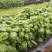 罗勒种子绿茎九层塔种柠檬甜罗勒阳台庭院种植可食用肉桂香料种子