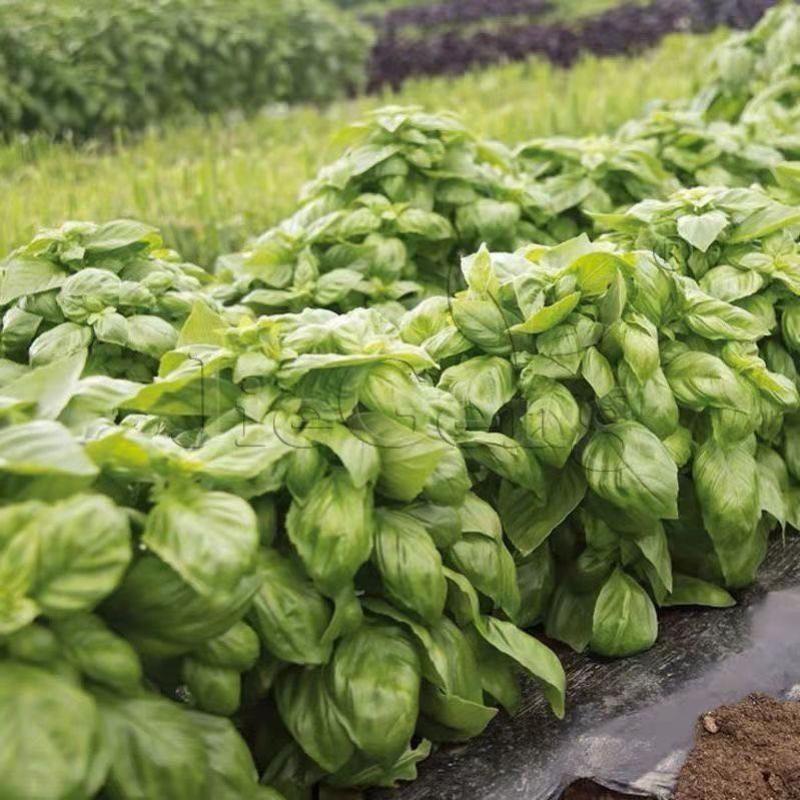 罗勒种子绿茎九层塔种柠檬甜罗勒阳台庭院种植可食用肉桂香料种子
