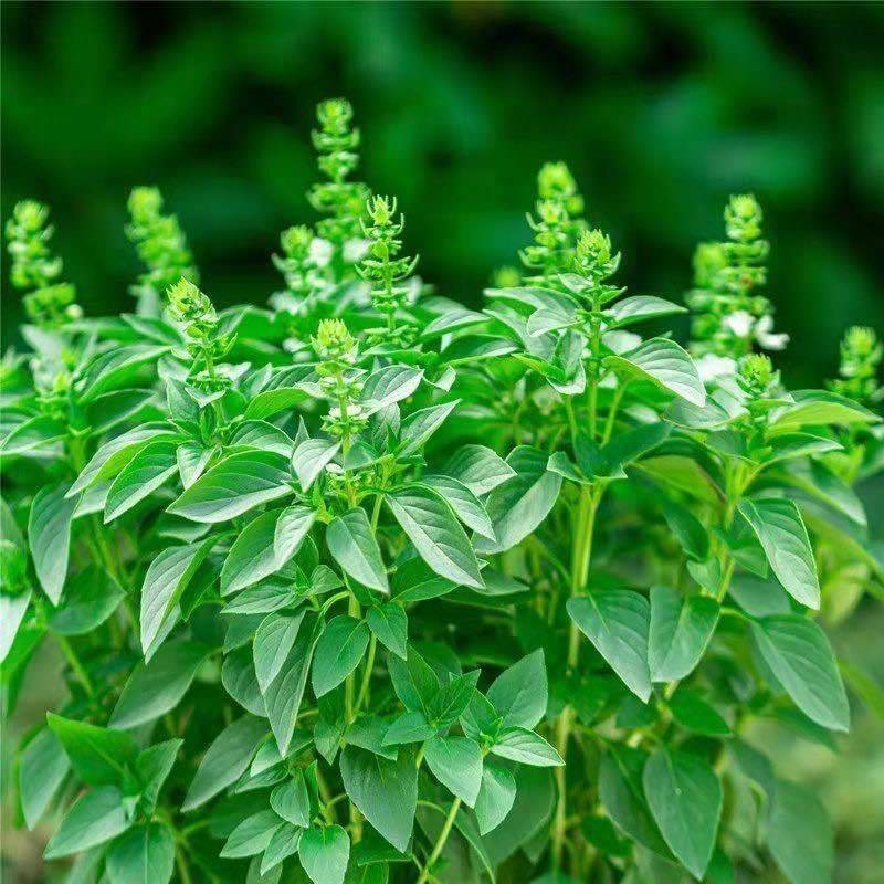 罗勒种子绿茎九层塔种柠檬甜罗勒阳台庭院种植可食用肉桂香料种子