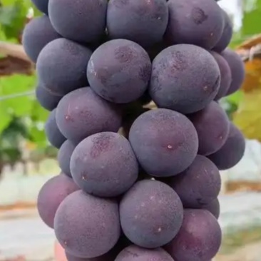 葡萄🍇