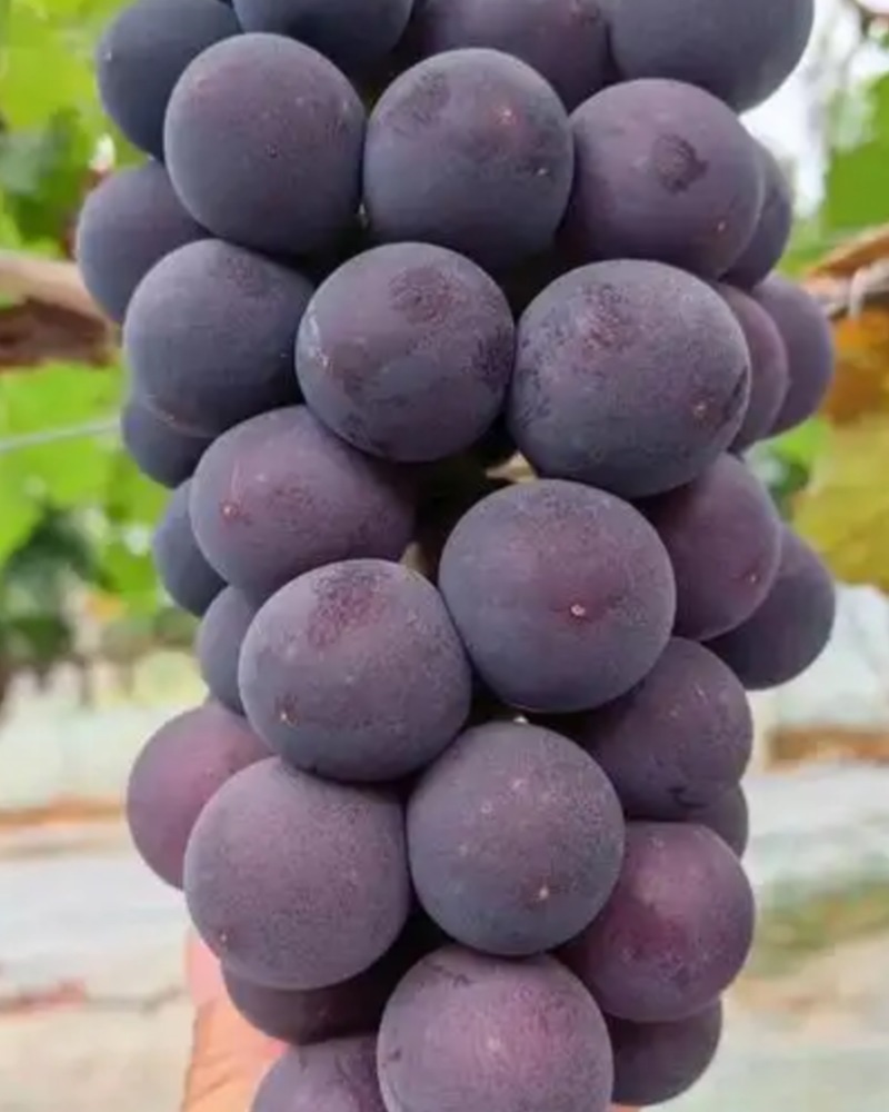 葡萄🍇