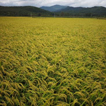山泉水润·寒地大米