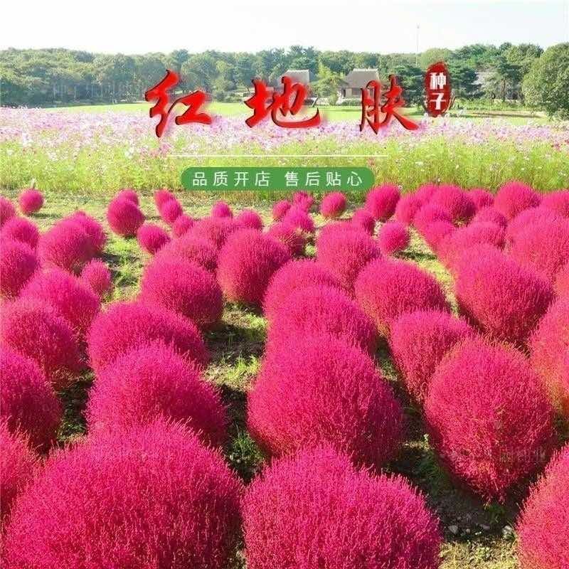 精选红地肤种子红色扫帚草四季庭院室外绿化观赏地肤花懒人花草种
