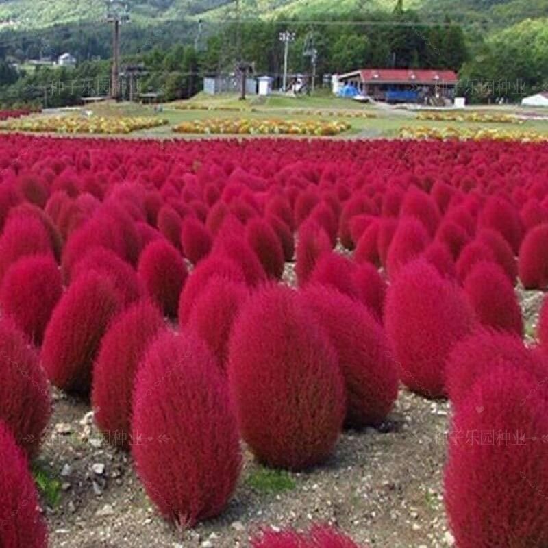 精选红地肤种子红色扫帚草四季庭院室外绿化观赏地肤花懒人花草种