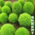 扫帚草绿地肤种子地麦四季易种绿红地肤种籽孔雀松庭院盆栽花卉种