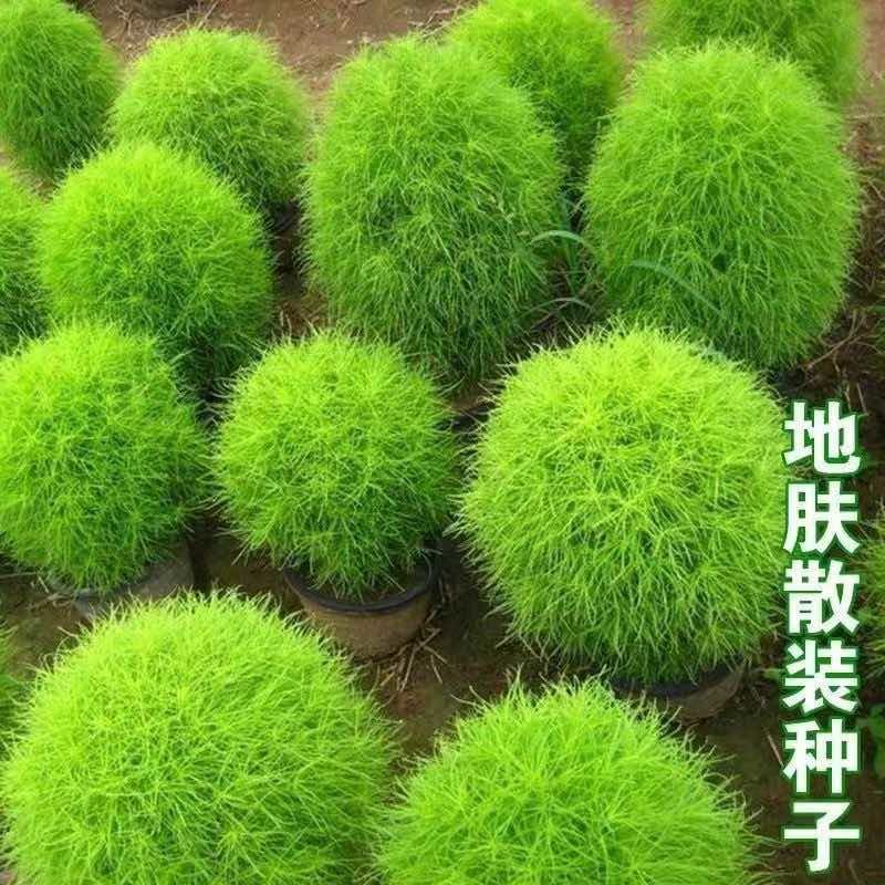 扫帚草绿地肤种子地麦四季易种绿红地肤种籽孔雀松庭院盆栽花卉种