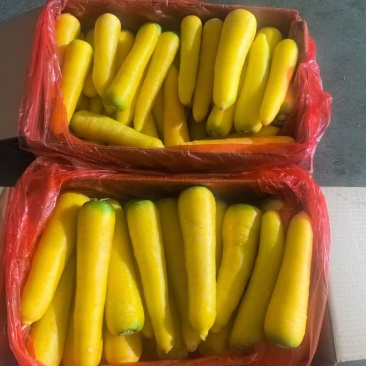 精品黄胡萝卜通货产地货源充足