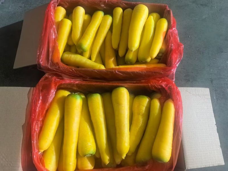 精品黄胡萝卜通货产地货源充足