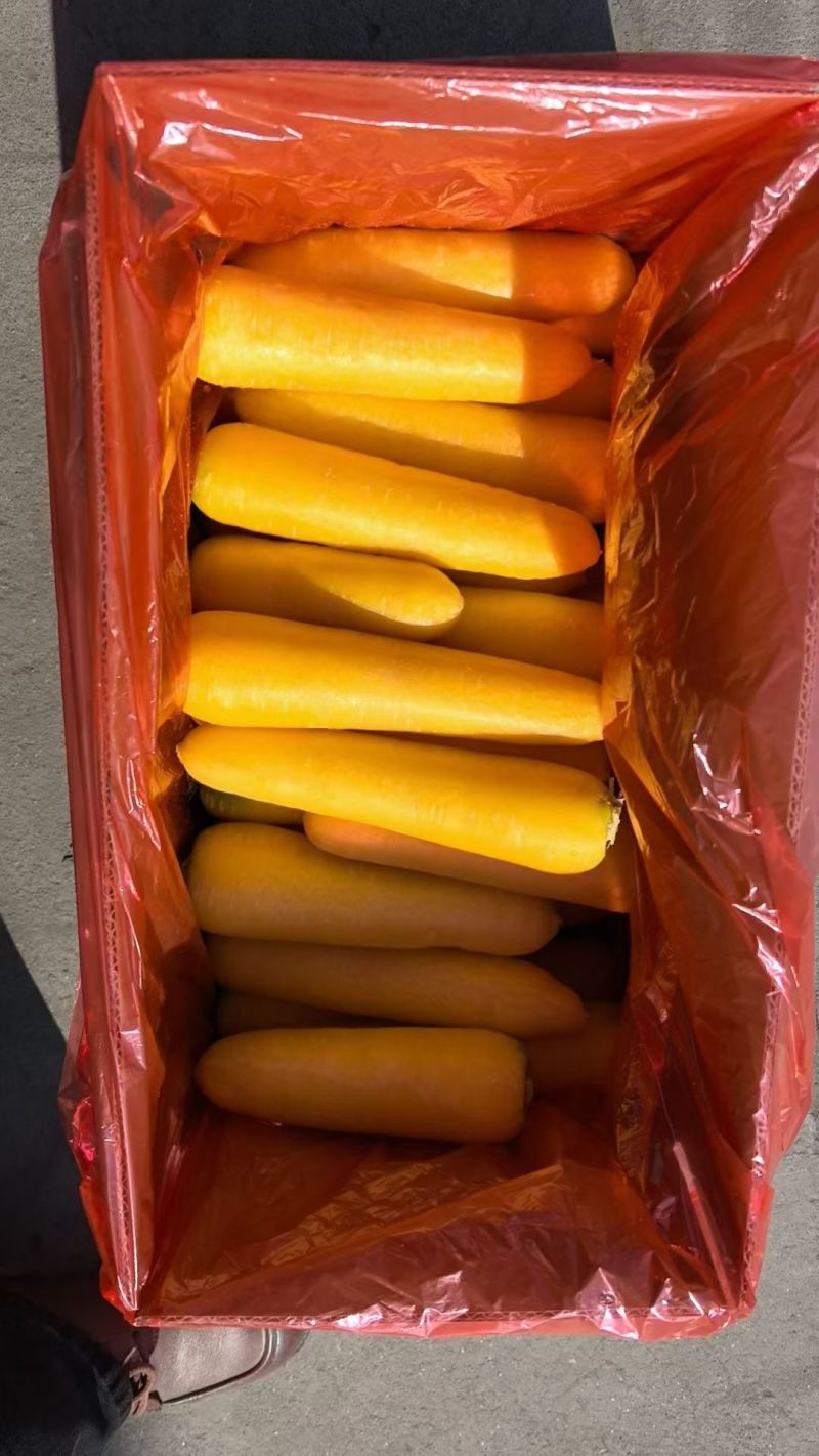 精品黄胡萝卜通货产地货源充足