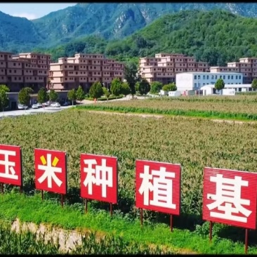 花青素玉米
