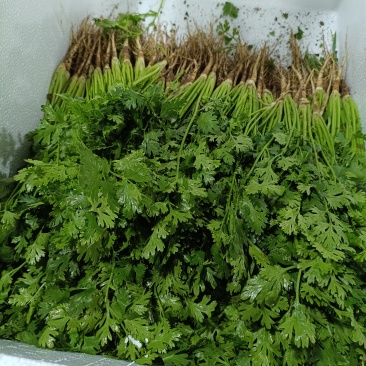 寿光产地货源香菜精品通货