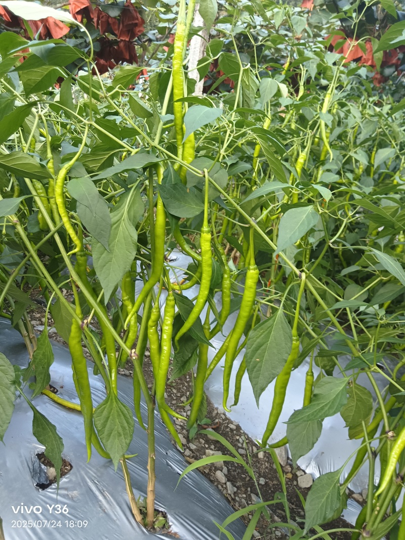 辣椒2元