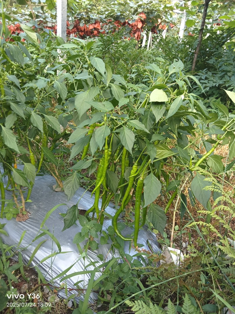 辣椒2元