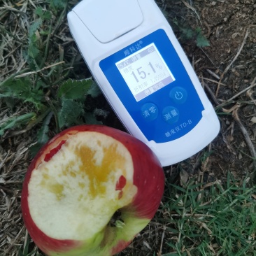 昭通苹果商品果冰雹果每天可出货100吨